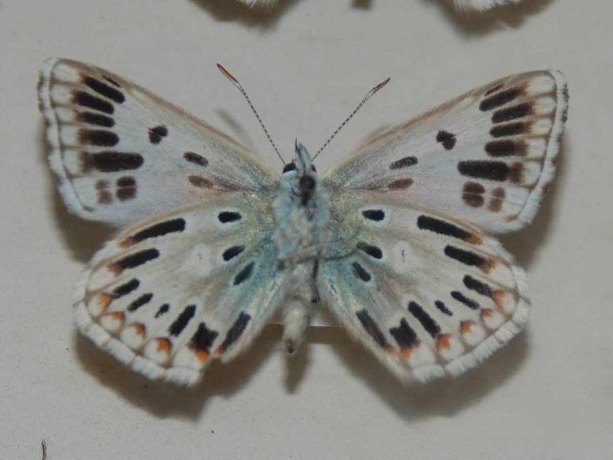 Polyommatus coridon (chalkhill blue [lysandra] radiata aberration) Internet Image property of respective owner, non-commercial use only